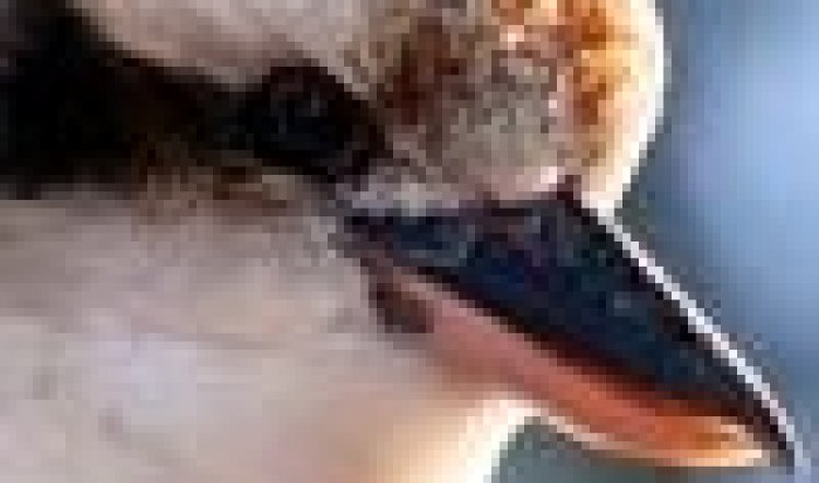 THIS KOOKABURRA  IS MORT