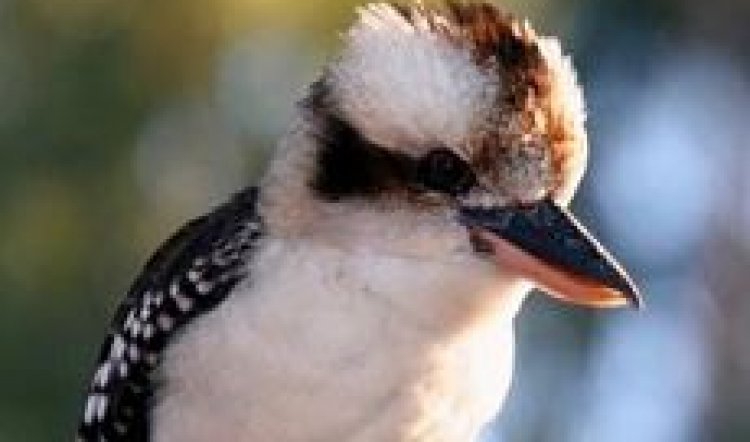 THIS KOOKABURRA  IS MORT