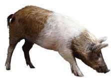 SWINE FLU: DON'T PANIC