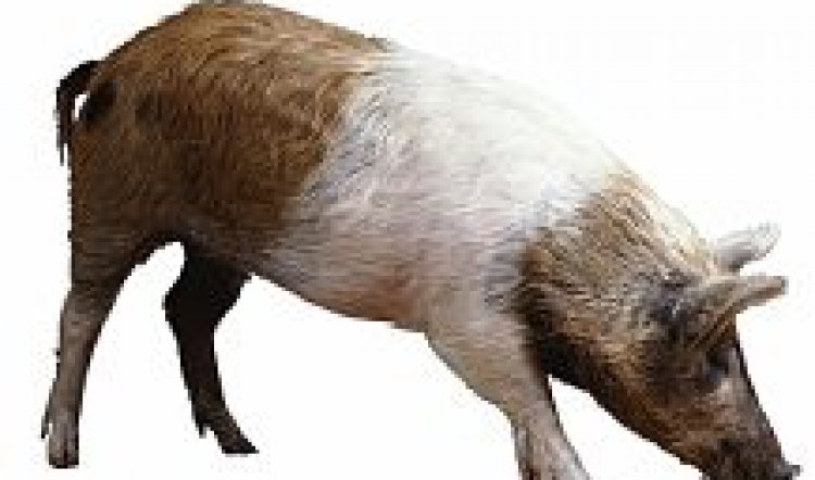 SWINE FLU: DON'T PANIC