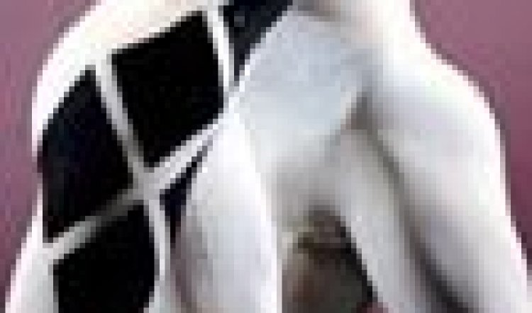 SYDNEY FESTIVAL/MORPHOSES