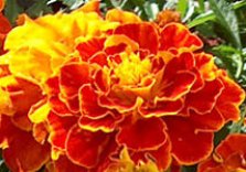 KISS ME LIKE YOU MEAN IT