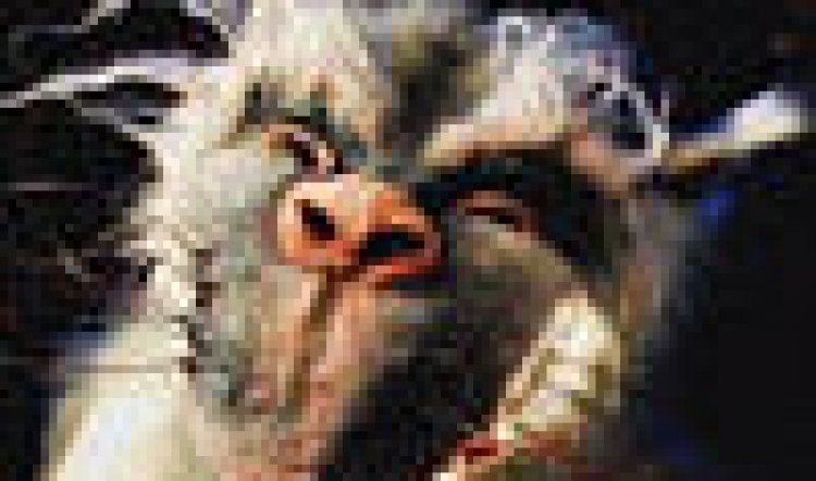 SYDNEY FESTIVAL/THE NARGUN AND THE STARS