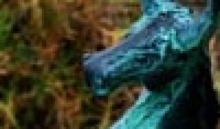 Sculpture by the Sea